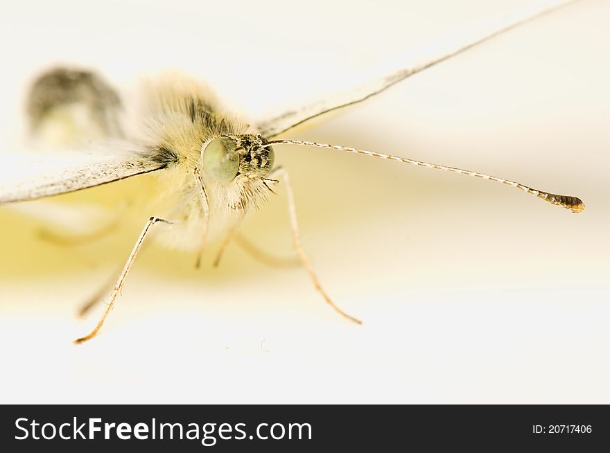 Cabbage pieris - beautiful white butterfly close-up