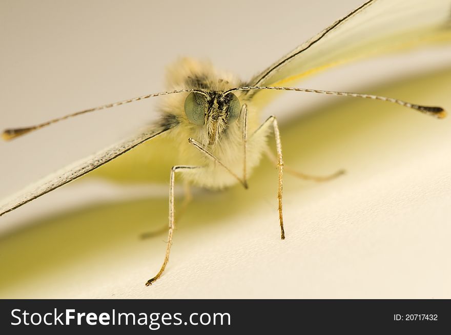 Pieris - cabbage - a beautiful white butterfly, although the worm. Pieris - cabbage - a beautiful white butterfly, although the worm