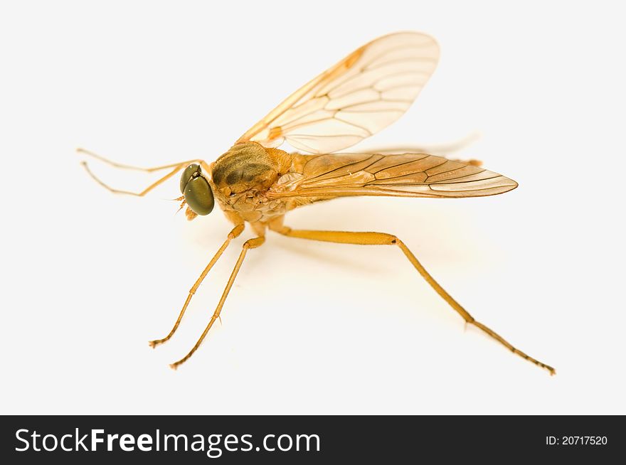 Rhagio tringarius - pretty yellow fly on a white background