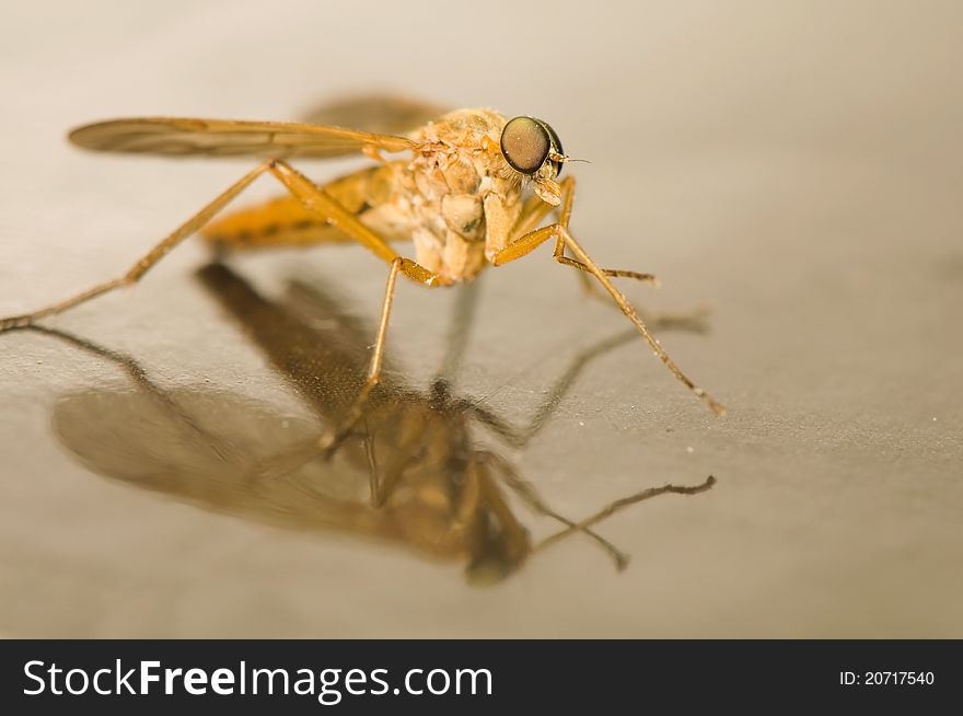 Rhagio tringarius - pretty fly yellow with big eyes