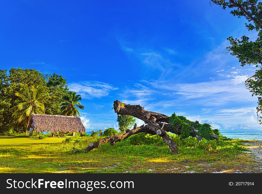 Canopy and tree at tropical beach - travel background