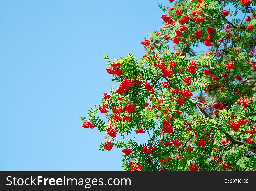 A tree with rowan berries on blue sky