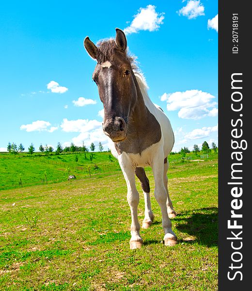 One horse on green field