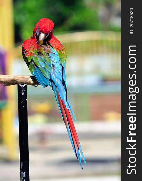 Photo of scarlet macaw bird at zoo