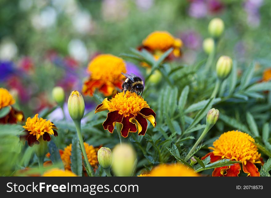 Colorful bumble-bee on flower taking a morning sun bath. Colorful bumble-bee on flower taking a morning sun bath