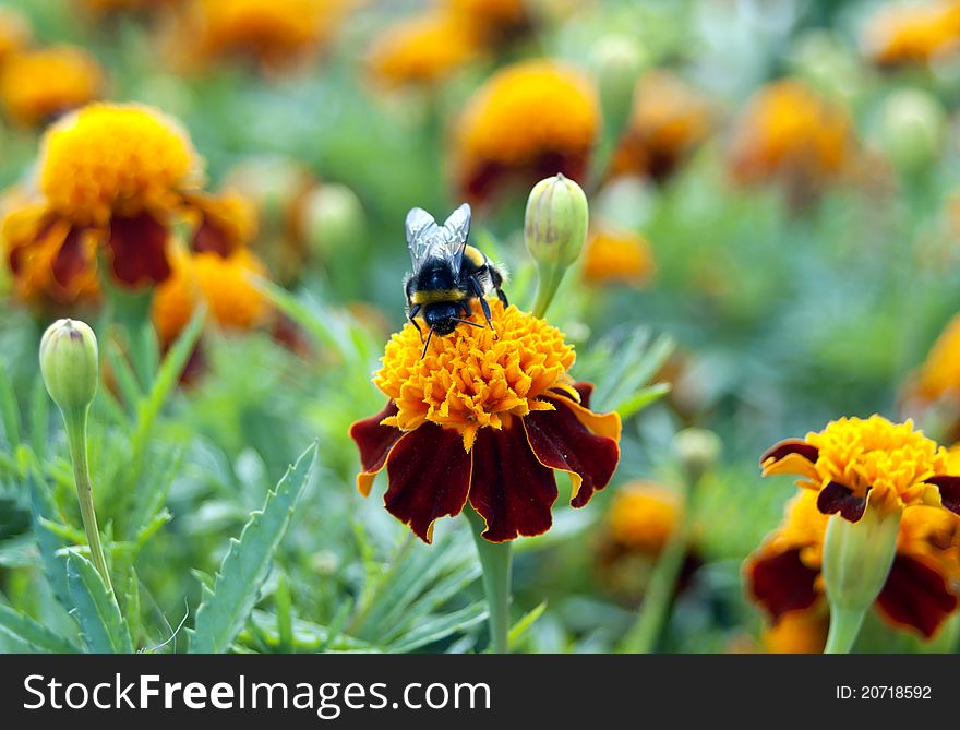 Colorful bumble-bee on flower taking a morning sun bath. Colorful bumble-bee on flower taking a morning sun bath