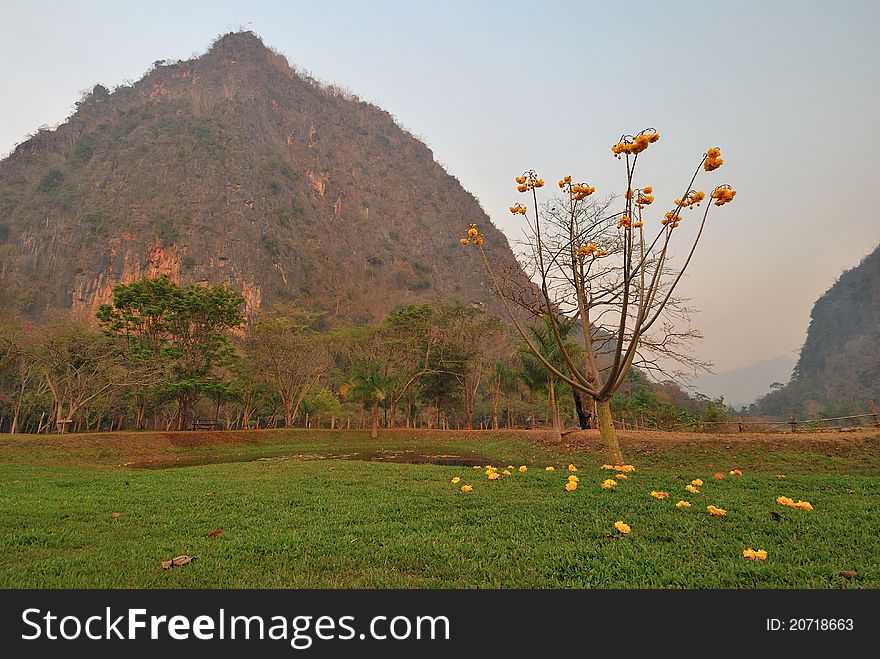 Landscape view of mountain with blooming flowers on tree. Landscape view of mountain with blooming flowers on tree.