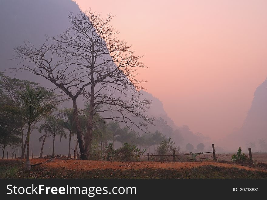 Bare majestic tree with mountain in background on a misty dawn with fallen leaves on ground. Bare majestic tree with mountain in background on a misty dawn with fallen leaves on ground.