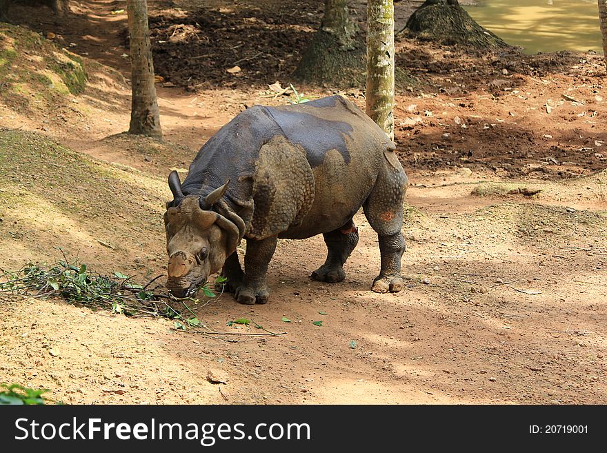 Rhino from Trivandrum zoological garden