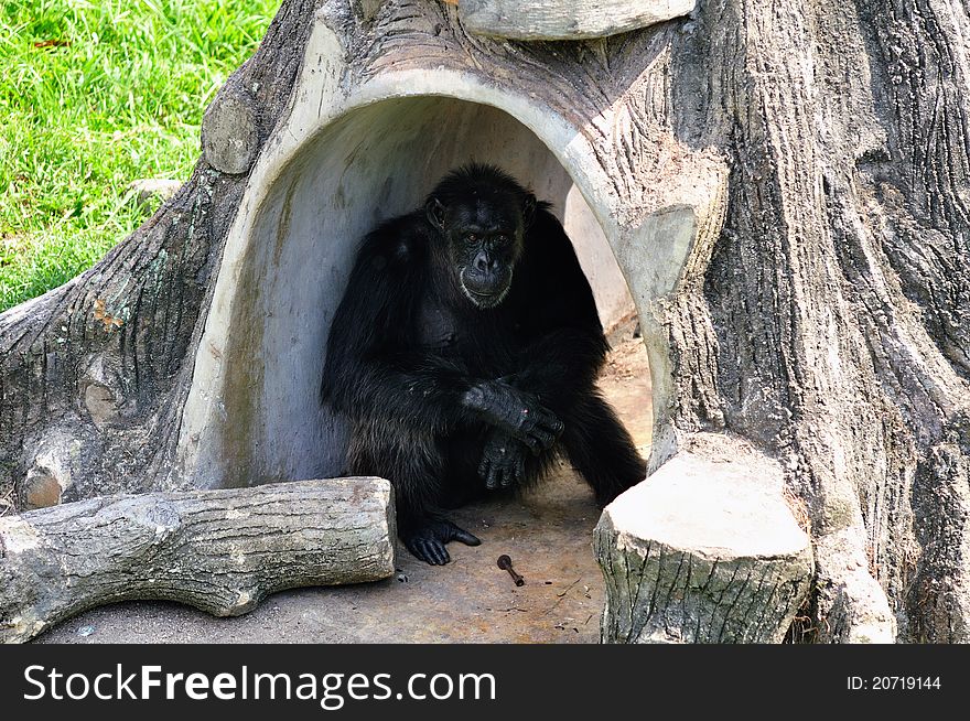 Chimpanzee relaxing under tree at zoo