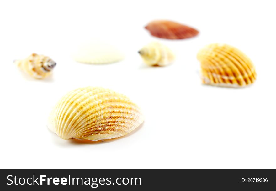 Different seashells