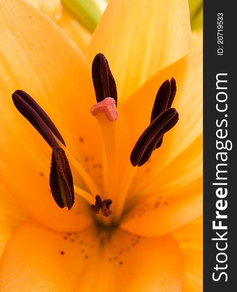 Close up of a yellow lily