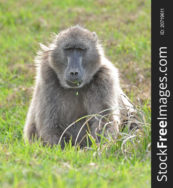 Chacma Baboon at cape point, south africa