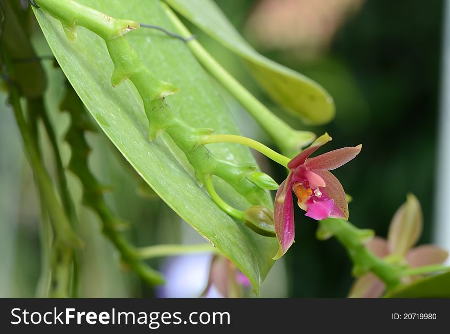 Vanda Orchid Genus