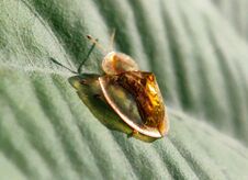 Golden Beetle On Leaf Royalty Free Stock Photos