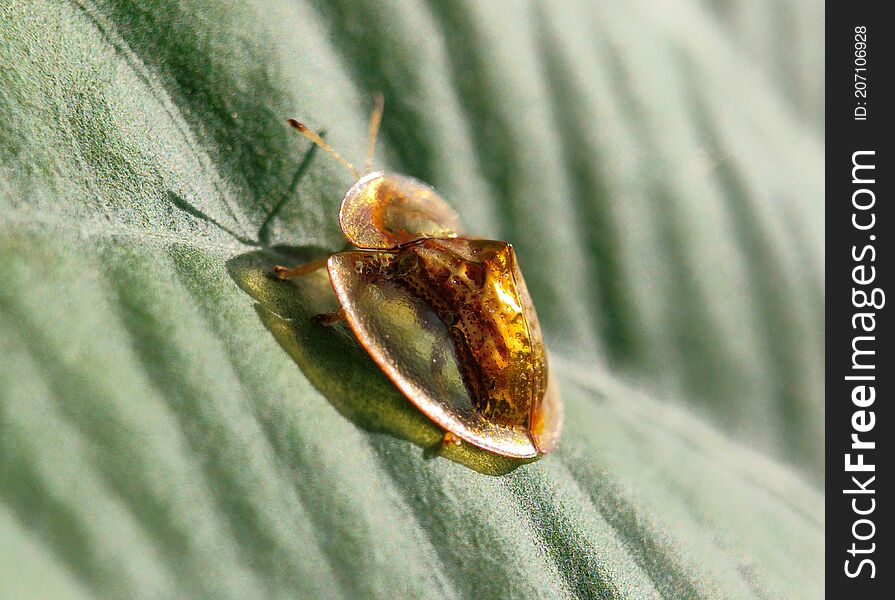 Golden Beetle on Leaf