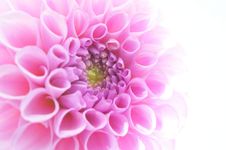 Dahlia Royalty Free Stock Images
