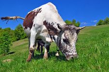 Cow On A Summer Pasture Stock Photography Cow On A Summer Pasture Stock Photography