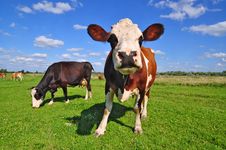 Cow On A Summer Pasture Royalty Free Stock Photography Cow On A Summer Pasture Royalty Free Stock Photography