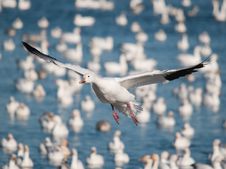 Flying  Snow Goose Royalty Free Stock Image