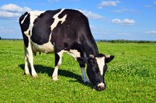 Cow On A Summer Pasture Stock Photo Cow On A Summer Pasture Stock Photo
