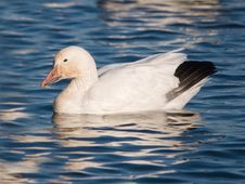 Snow Goose Resting Stock Image Snow Goose Resting Stock Image