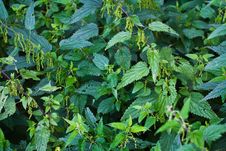 Stinging Nettle Stock Photo
