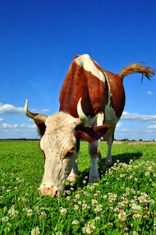 Cow On A Summer Pasture Stock Image Cow On A Summer Pasture Stock Image