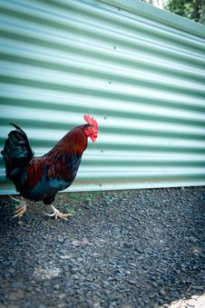 Chicken Royalty Free Stock Photos Chicken Royalty Free Stock Photos