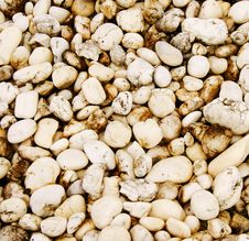 White Pebbles With Moss Royalty Free Stock Photography White Pebbles With Moss Royalty Free Stock Photography