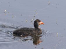 Swimming Young Eurasian Coot Royalty Free Stock Image