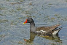 Common Moorhen (Gallinula Chloropus) Stock Image