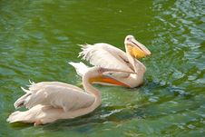 Pink Pelicans Wading In A Pond Royalty Free Stock Image Pink Pelicans Wading In A Pond Royalty Free Stock Image