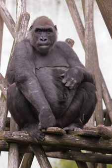 Lowland Gorilla Stock Photo