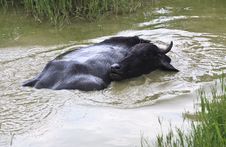 Black Buffalo In Small Pond Royalty Free Stock Images