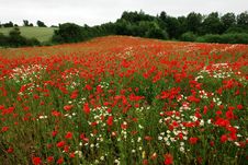 Field Of Poppies Poppy Flowers Stock Image Field Of Poppies Poppy Flowers Stock Image