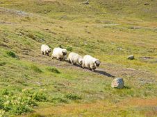 Herd Of Sheep Stock Photos Herd Of Sheep Stock Photos