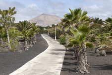 Tropical Garden In Lanzarote Royalty Free Stock Photography Tropical Garden In Lanzarote Royalty Free Stock Photography