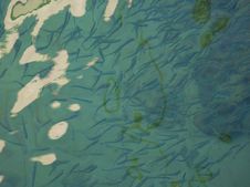 School Of Fish In The Ocean Royalty Free Stock Image School Of Fish In The Ocean Royalty Free Stock Image