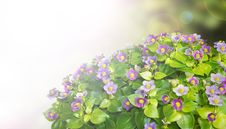 Exacum Flower Background Stock Photo Exacum Flower Background Stock Photo