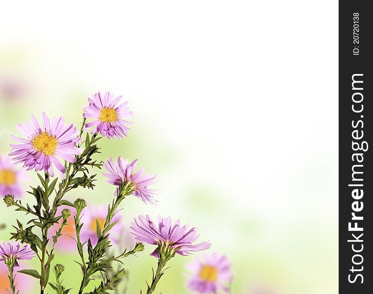 Beautiful flower background with free space for text