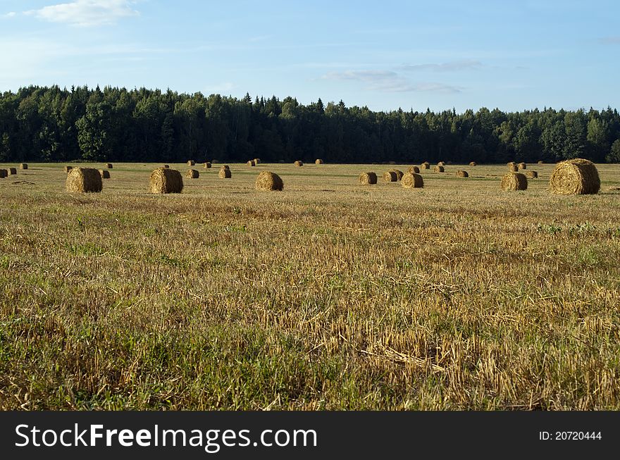 Summer field with haystacks, under fluffy skies. Summer field with haystacks, under fluffy skies