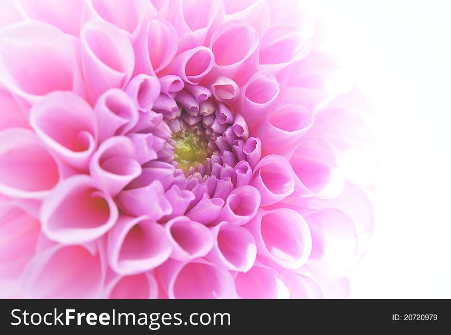 Close up of pink dahlia on white