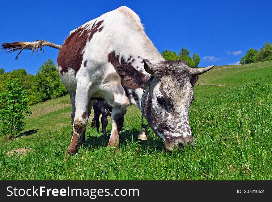 A cow on a summer pasture in a summer rural landscape