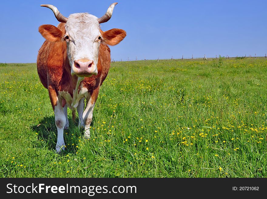 A cow on a summer pasture in a summer rural landscape