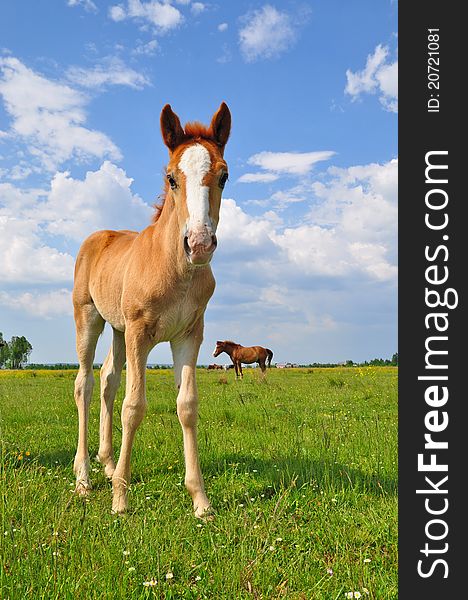 A foal on a summer pasture in a rural landscape.