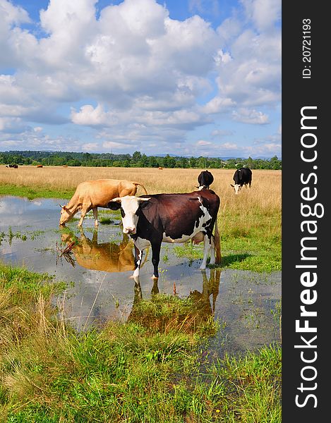 Cows On A Summer Pasture After A Rain