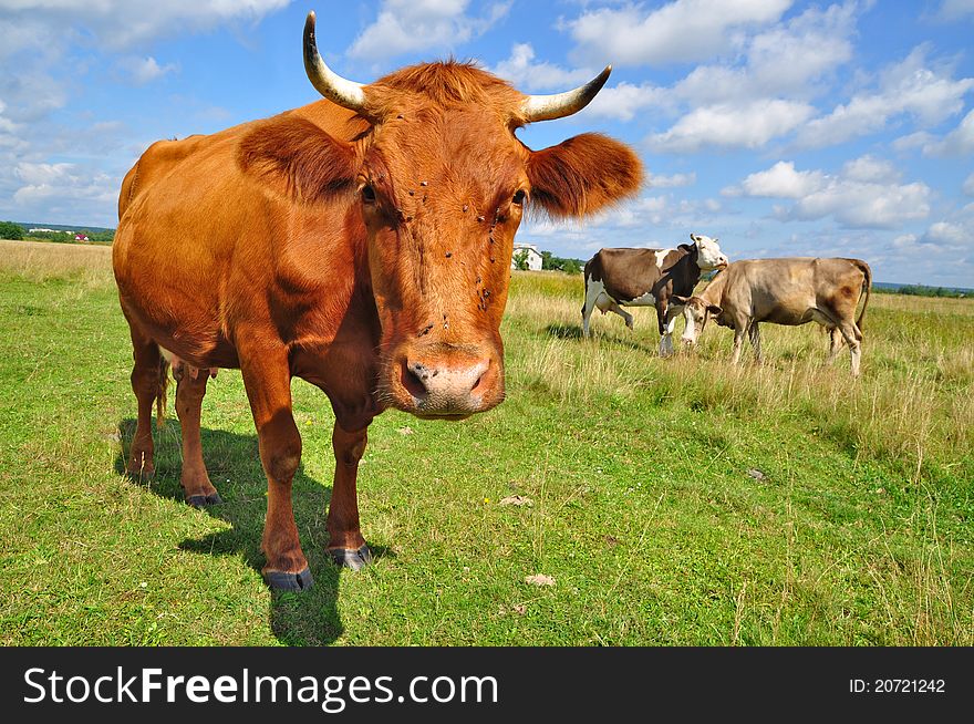 A cow on a summer pasture in a summer rural landscape