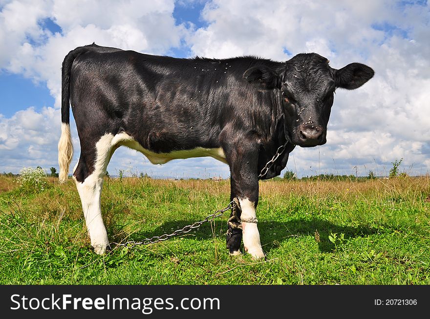 The calf on a summer pasture in a rural landscape.