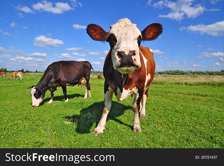 A cow on a summer pasture in a summer rural landscape